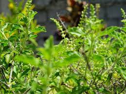 Seed of tulsi