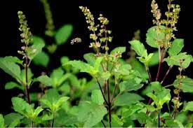 Seed of tulsi