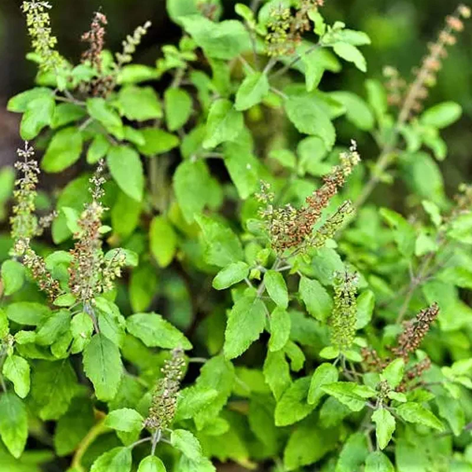 Seed of tulsi