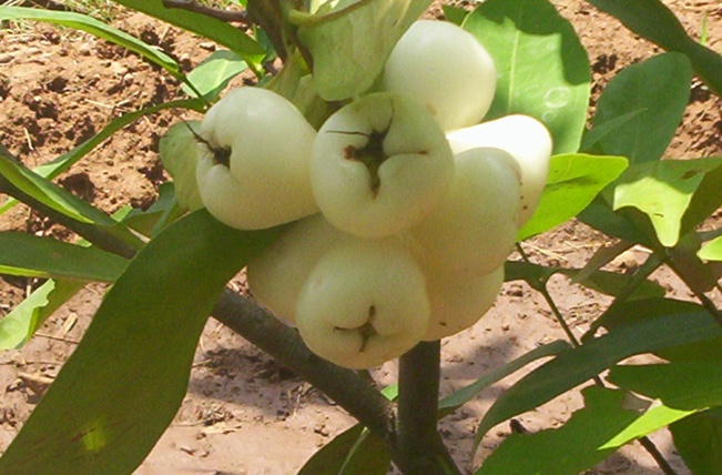 white jamun