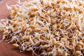 sprouted wheat