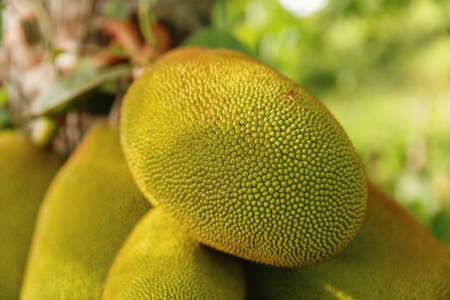 surprised to know benefits of Jackfruit