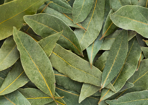 Beneficial Bay Leaf is for Health