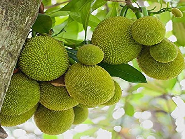 surprised to know benefits of Jackfruit