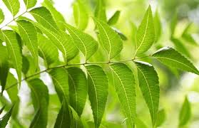 Benefits of Neem Oil