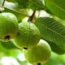 Benefits of Guava