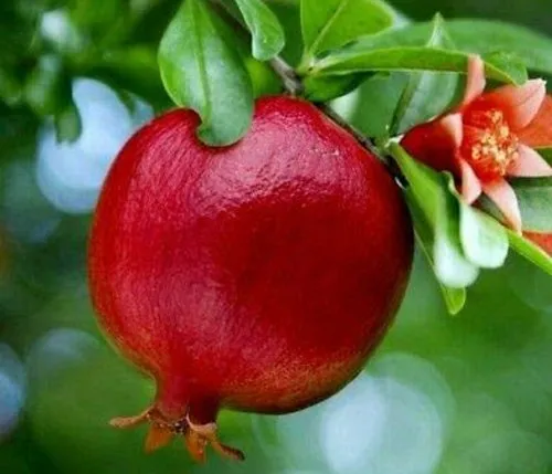 Side Effects of Eating Pomegranate