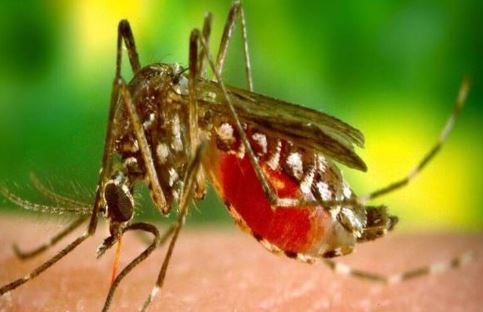 Dengue, Malaria and Chikungunya