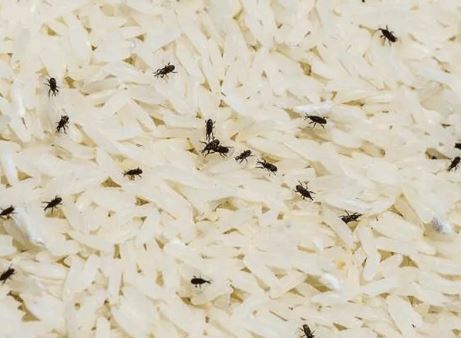 Trick to remove weevils and insects from rice