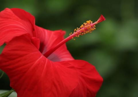 Benefits of Hibiscus Flower