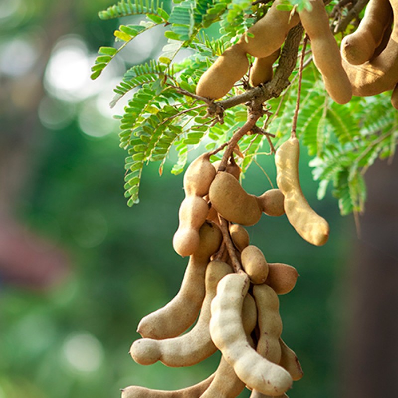 Benefits of Eating Tamarind