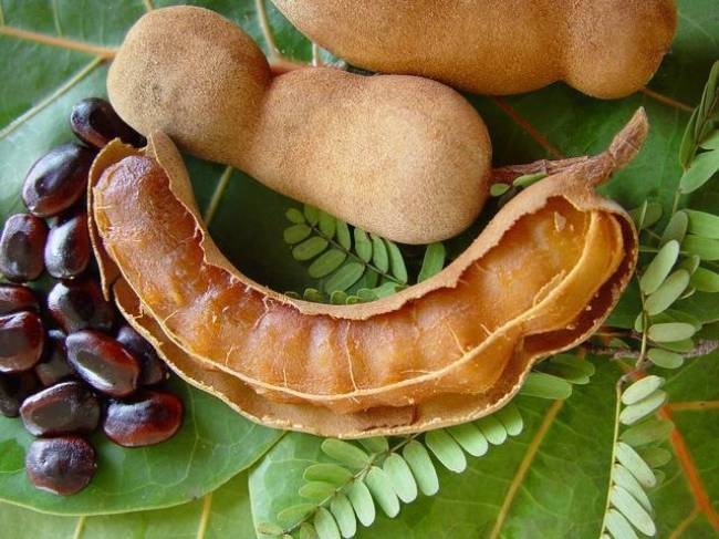 Benefits of Eating Tamarind