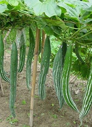 Chichinda or Kaiti Vegetable: