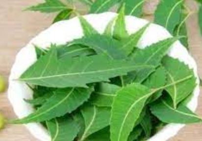 Benefits of drinking neem tea