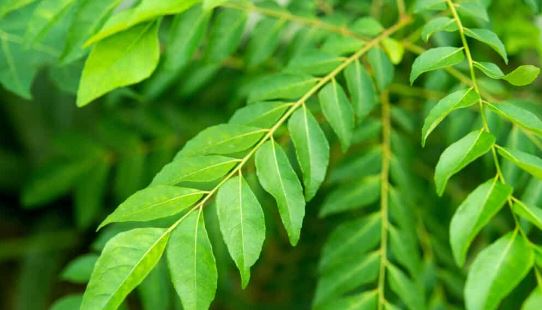 amazing benefits by eating curry leaves